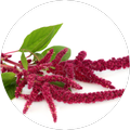 Poudre de marante