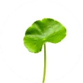 Centella Asiatica