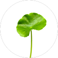 Centella Asiatica